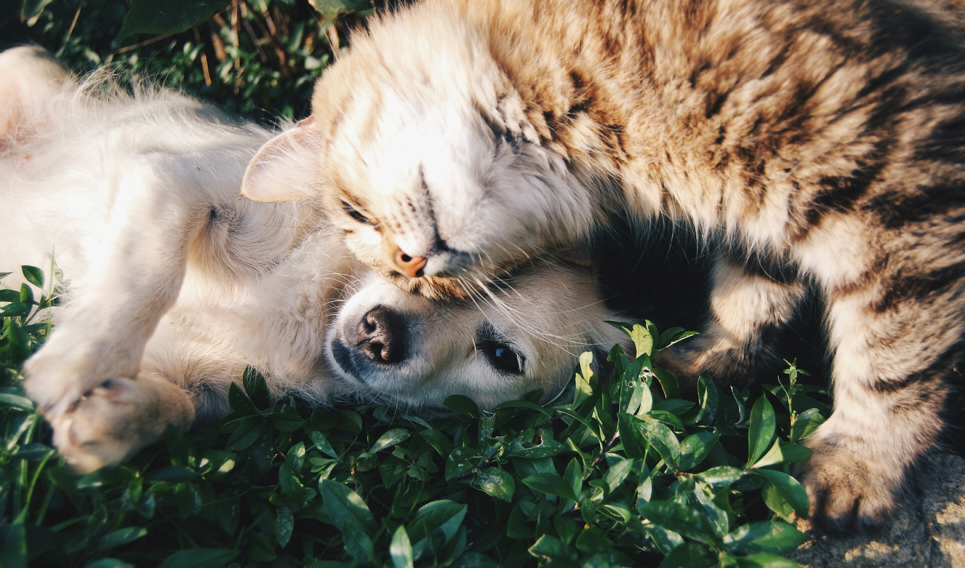贵宾犬日常护理与饲养注意事项让你的宠物健康快乐