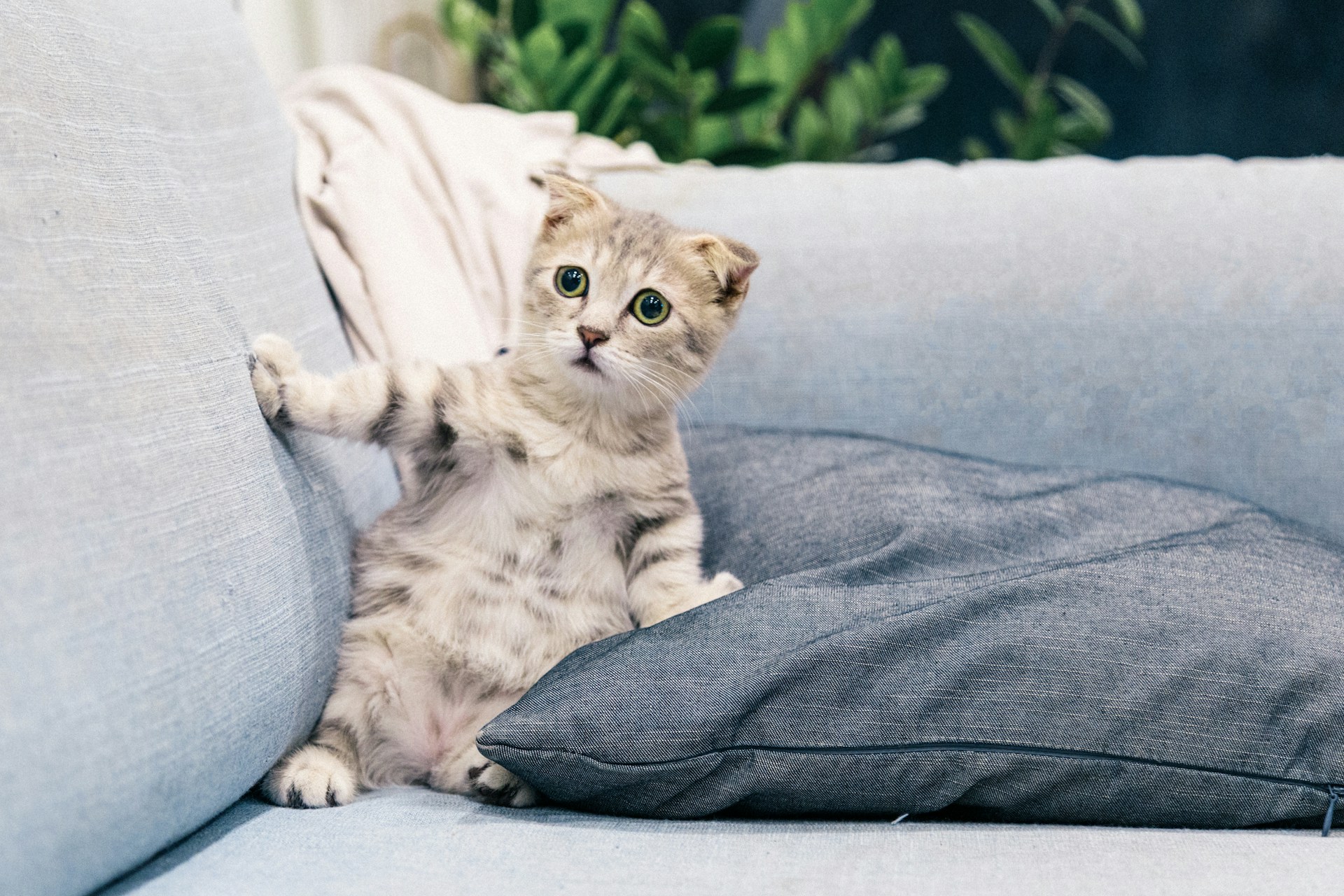 宠物猫感冒了怎么办如何采取正确的护理措施